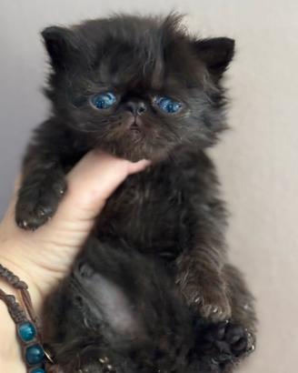 Cucciolo persiano Total Black
