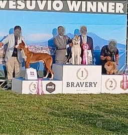 Cuccioli siberian husky