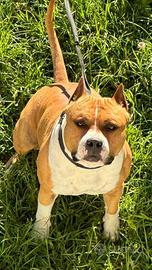 American staffordshire terrier