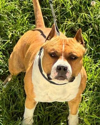American staffordshire terrier