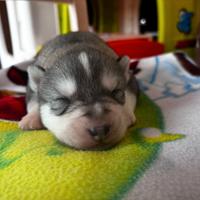 Cuccioli di Siberian husky
