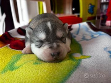 Cuccioli di Siberian husky