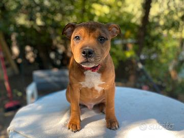 Cucciolo di Staffordshire Bull Terrier