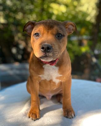 Cucciolo di Staffordshire Bull Terrier