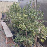 Piante in blocco agrumi e frutte 