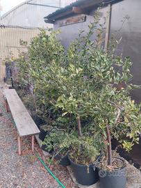 Piante in blocco agrumi e frutte 