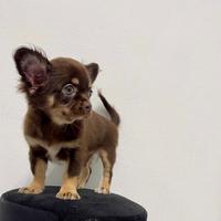 Dyva chihuahua cioccolato pelo lungo pedigree