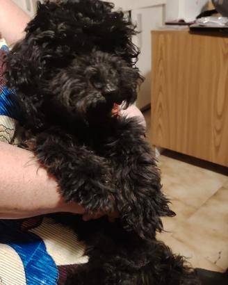 Cucciolo di barboncino toy