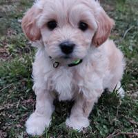 Maltipoo