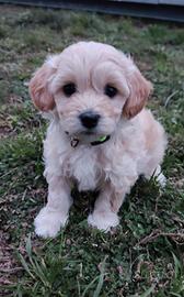 Maltipoo
