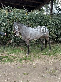 Stallone Appaloosa