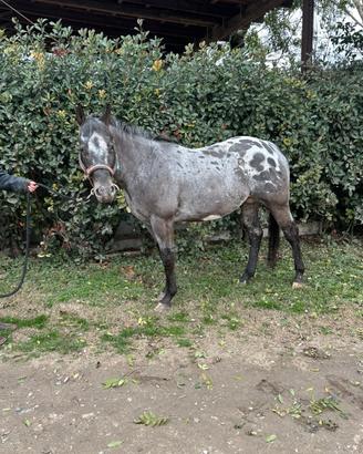 Stallone Appaloosa