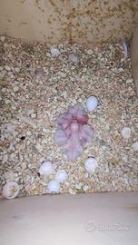 Disponibili colopside x allevare a mano