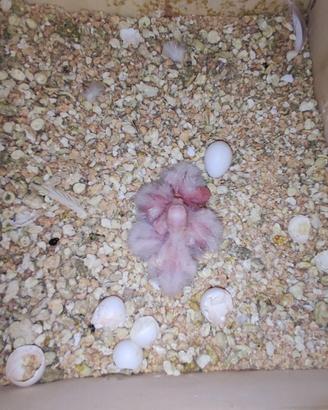 Disponibili colopside x allevare a mano