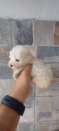 Barboncino toy