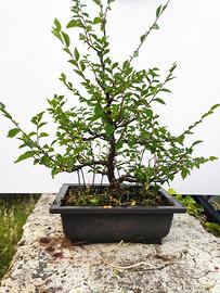  Bonsaï Olmo Ulmus minor 5 anni