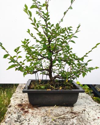  Bonsaï Olmo Ulmus minor 5 anni