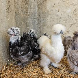Galline moroseta 6 mesi varie colorazioni