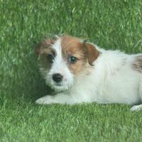 Jack russell broken