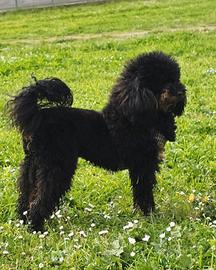 Accoppiamento barbone nano phantom