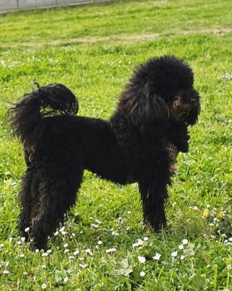 Accoppiamento barbone nano phantom