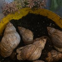 Lumache giganti africane