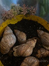 Lumache giganti africane