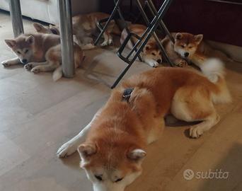 Cuccioli di akita Inu