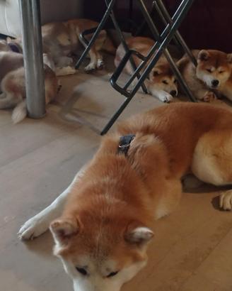 Cuccioli di akita Inu