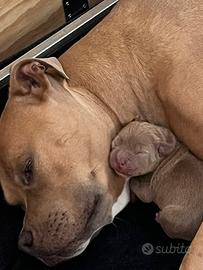 American Pitbull Terrier
