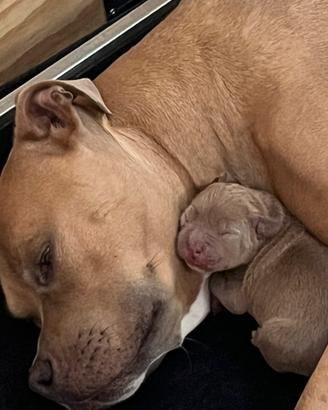 American Pitbull Terrier