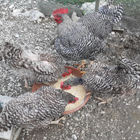 Ceppo riproduttivo Amrock