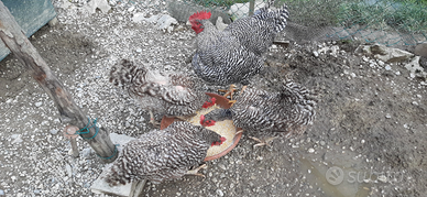 Ceppo riproduttivo Amrock