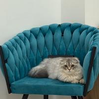 Scottish fold maschio per monta