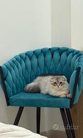 Scottish fold maschio per monta