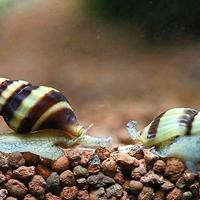 Helena killer, lumaca acquario