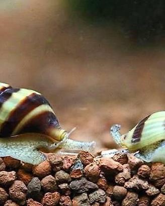 Helena killer, lumaca acquario