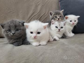 Cuccioli di scottish alta genealogia