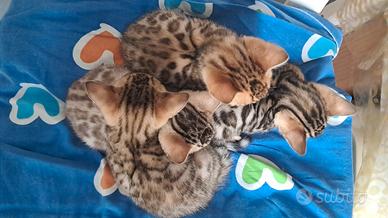 Gattini Cuccioli Bengala