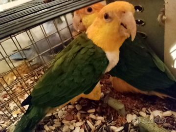 Caicco testa arancio