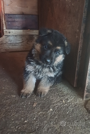 Pastore tedesco cuccioli