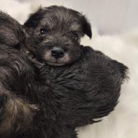 Schnauzer nano Pepe Sale con pedigree ENCI
