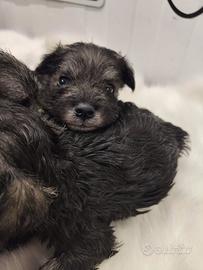 Schnauzer nano Pepe Sale con pedigree ENCI