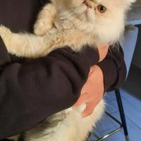 Gatto persiano