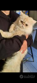 Gatto persiano
