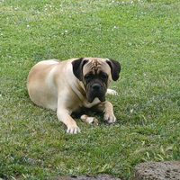 Cane Corso Italiano disponibile per monte