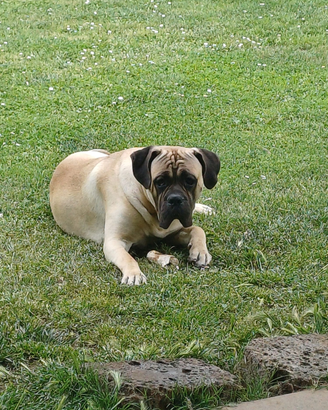Cane Corso Italiano disponibile per monte