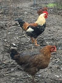 Galline e galli razza mugellese