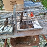 Ciuffolotti messicani