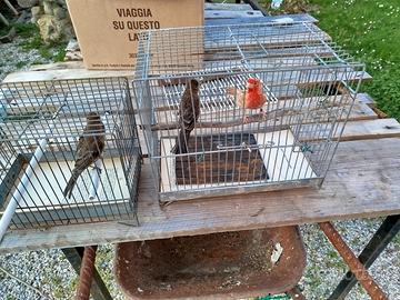 Ciuffolotti messicani